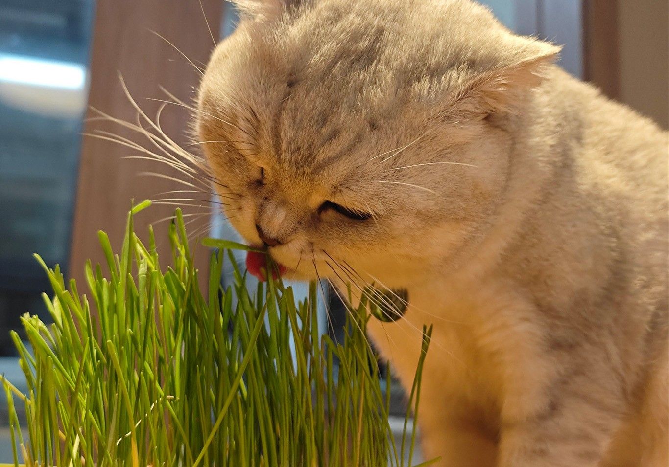猫草02.jpg